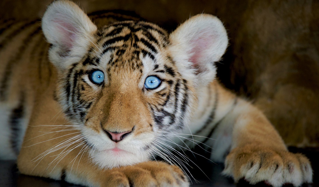 Маленький красивый голубоглазый тигренок