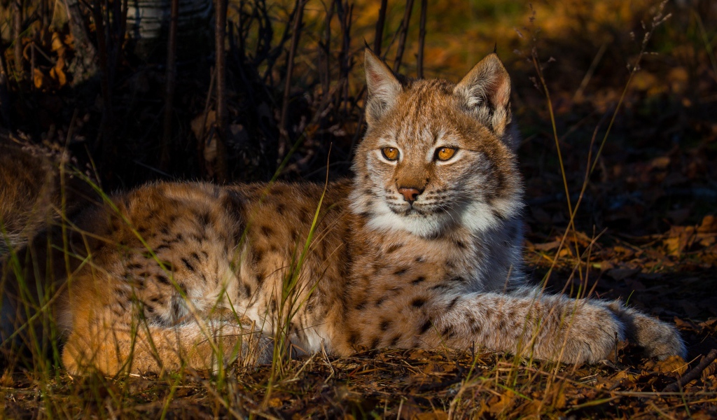 Маленькая кареглазая рысь лежит на земле 