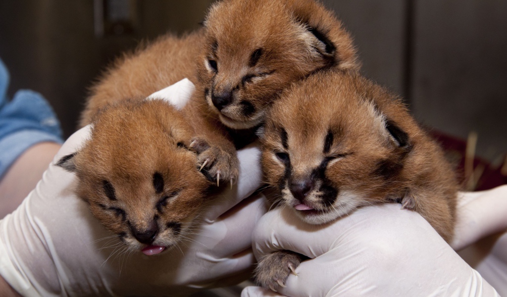 Маленькие котята каракала в руках