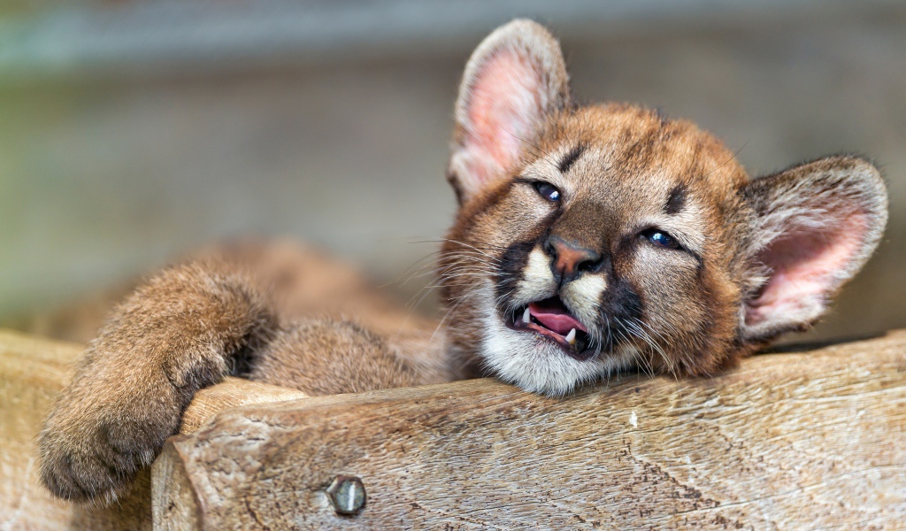 Маленький котенок пумы