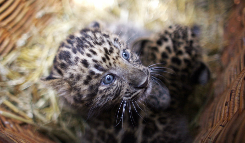 Маленький испуганный детеныш леопарда в корзине