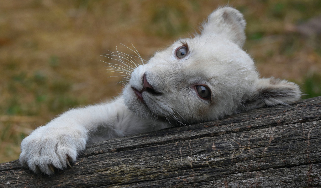 Маленький белый львенок лежит на дереве 