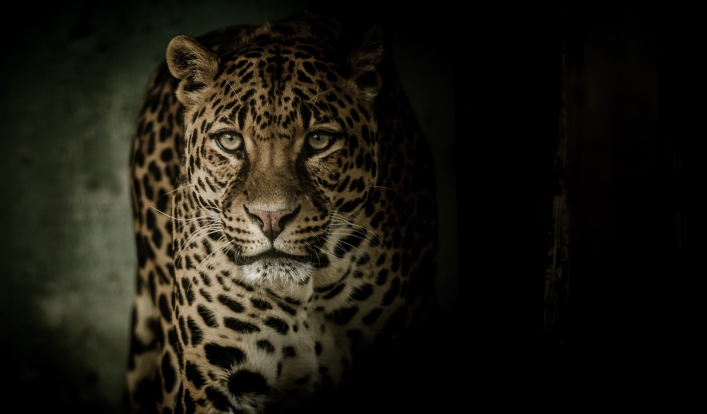 Взгляд пятнистого леопарда