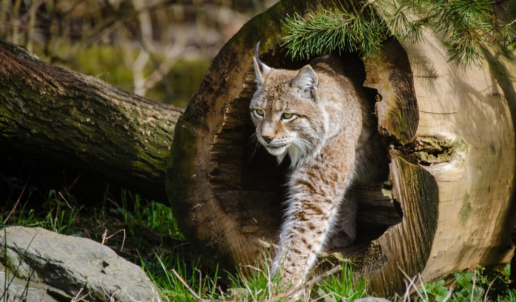 Рысь в сухом дереве в сосновом лесу