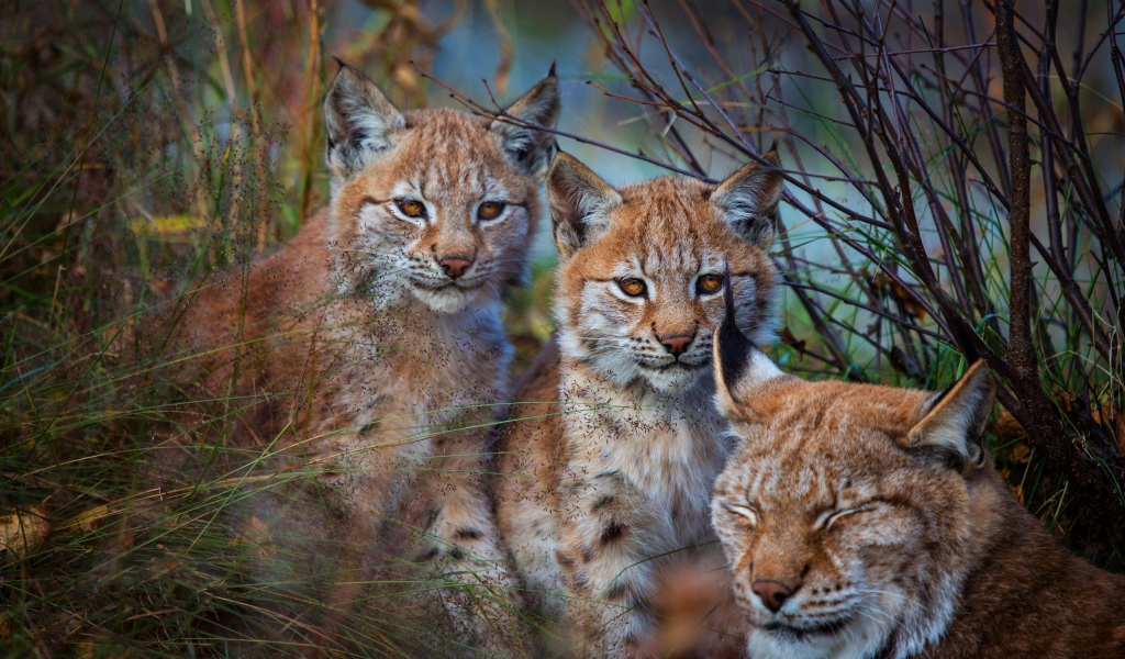 Рысь с маленькими детенышами в траве