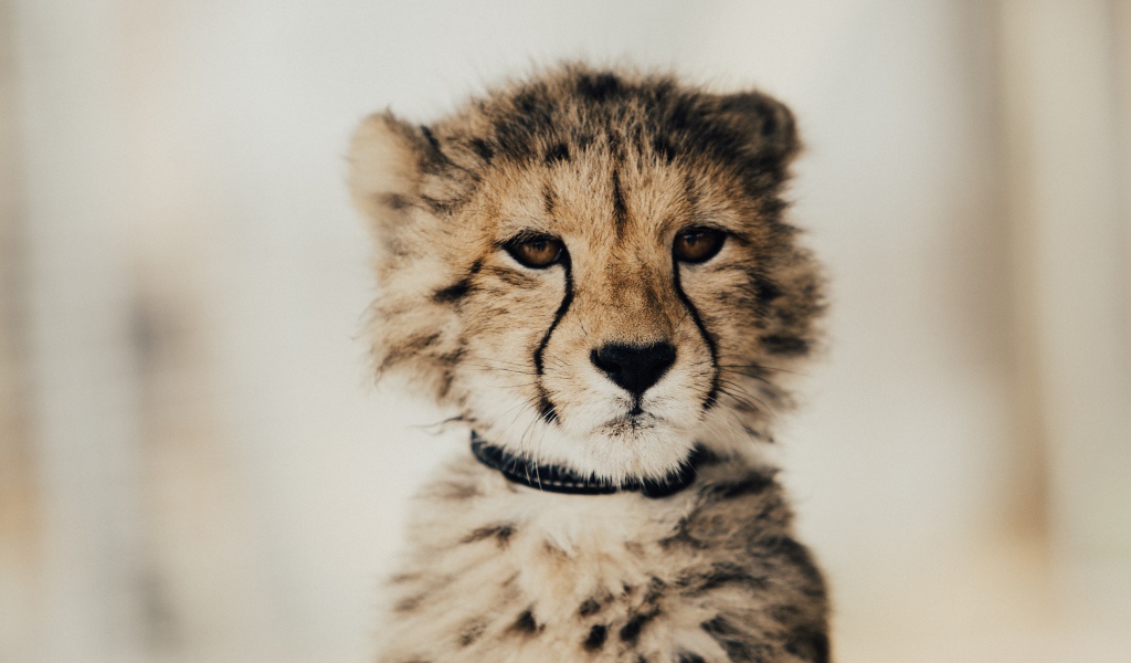 Морда гепард крупным планом