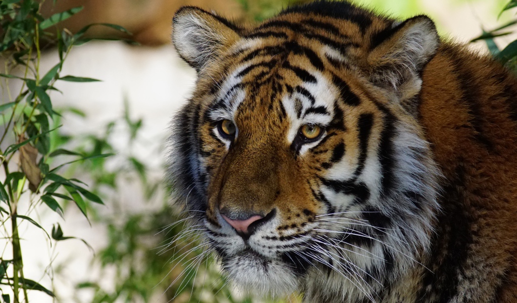 Морда большого красивого полосатого тигра крупным планом