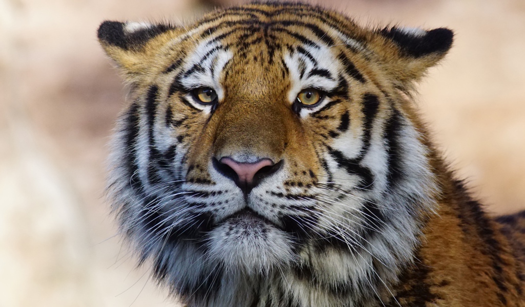 Морда большого полосатого тигра крупным планом