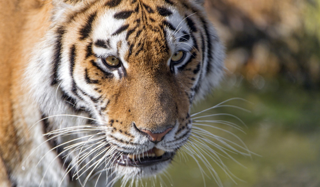 Морда большого тигра