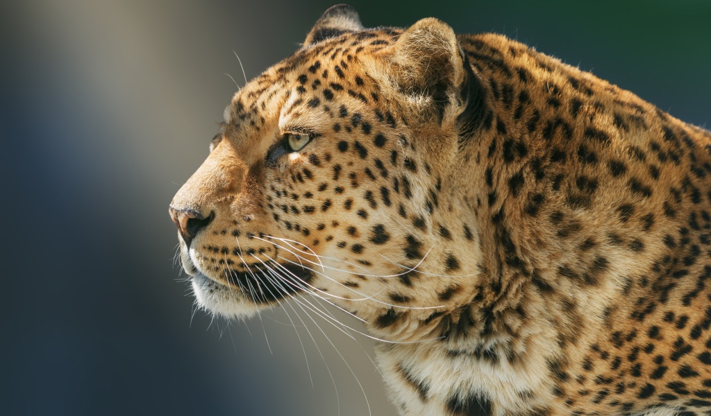 Морда ягуара вид сбоку 