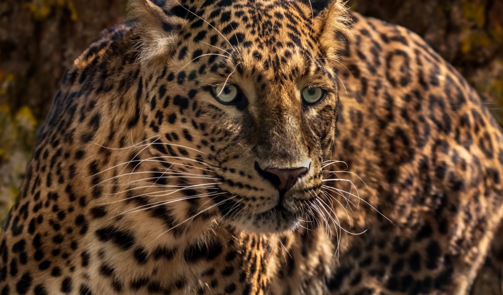 Испуганный большой леопард 