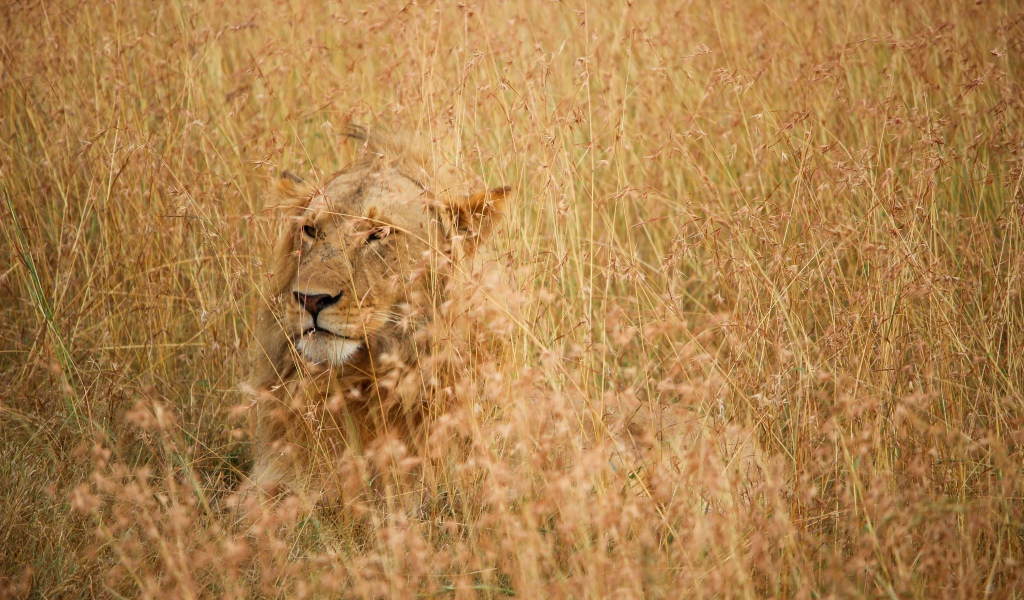 Серьезная большая львица лежит в траве