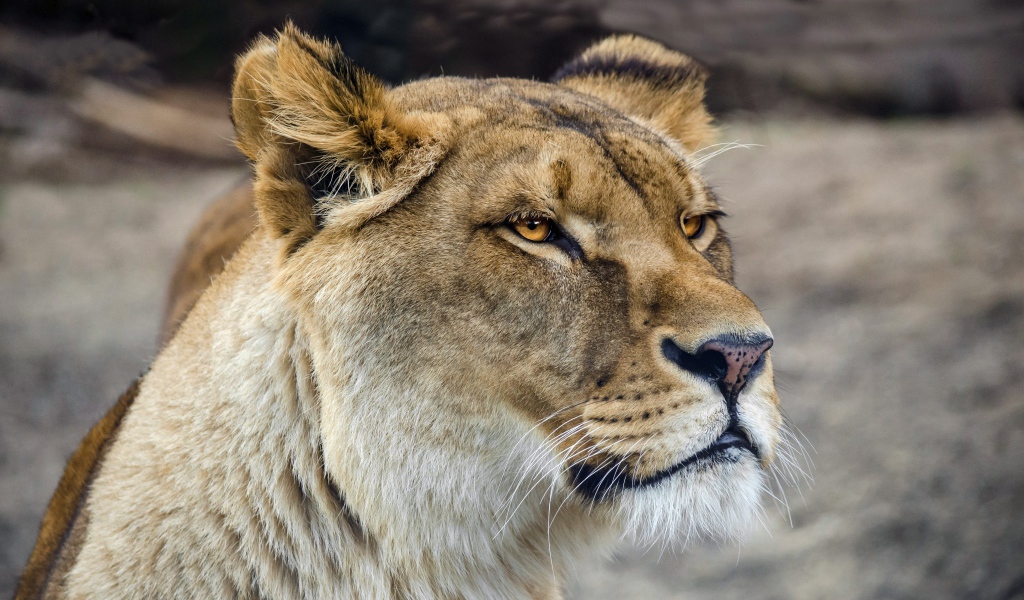 Серьезная морда большой львицы 