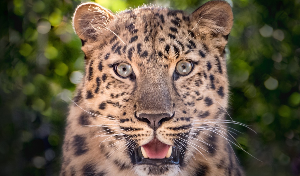 Пятнистый леопард с открытой пастью