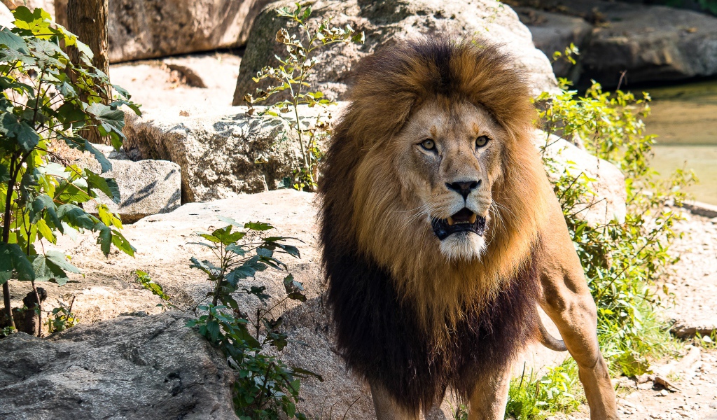 Грозный большой лев в зоопарке 