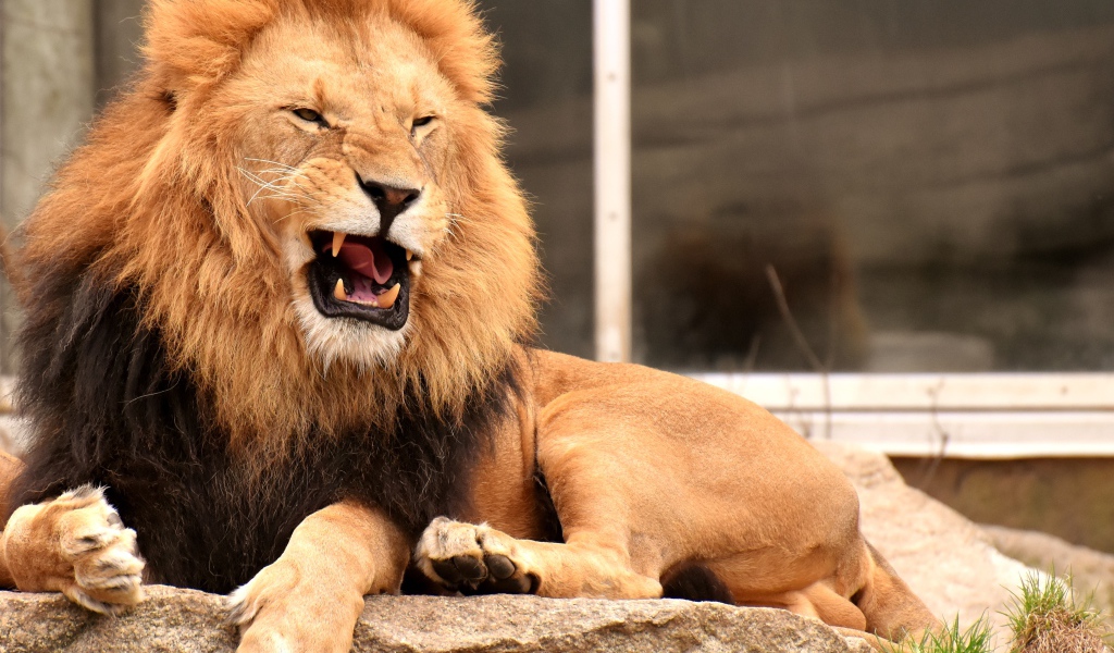 Грозный большой лев лежит на камне