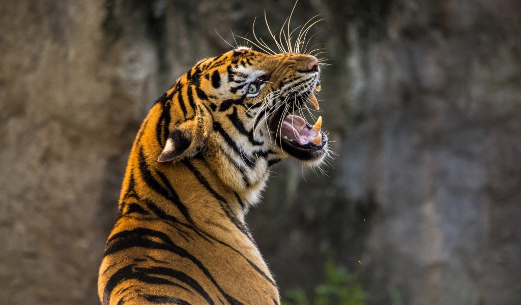 Грозный оскал большого полосатого тигра 