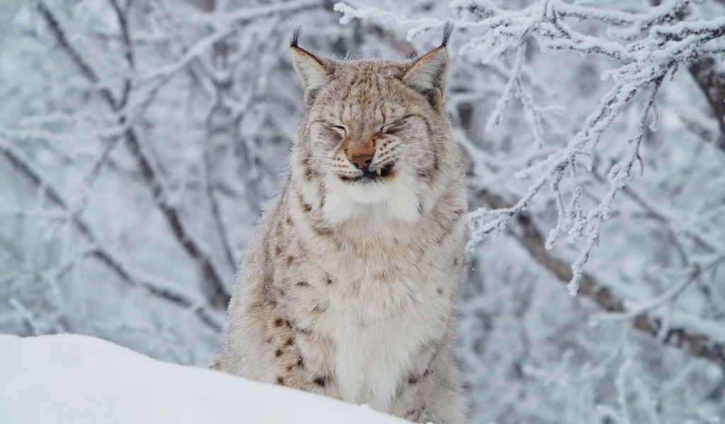 Грозная рысь на фоне покрытых инеем веток зимой 