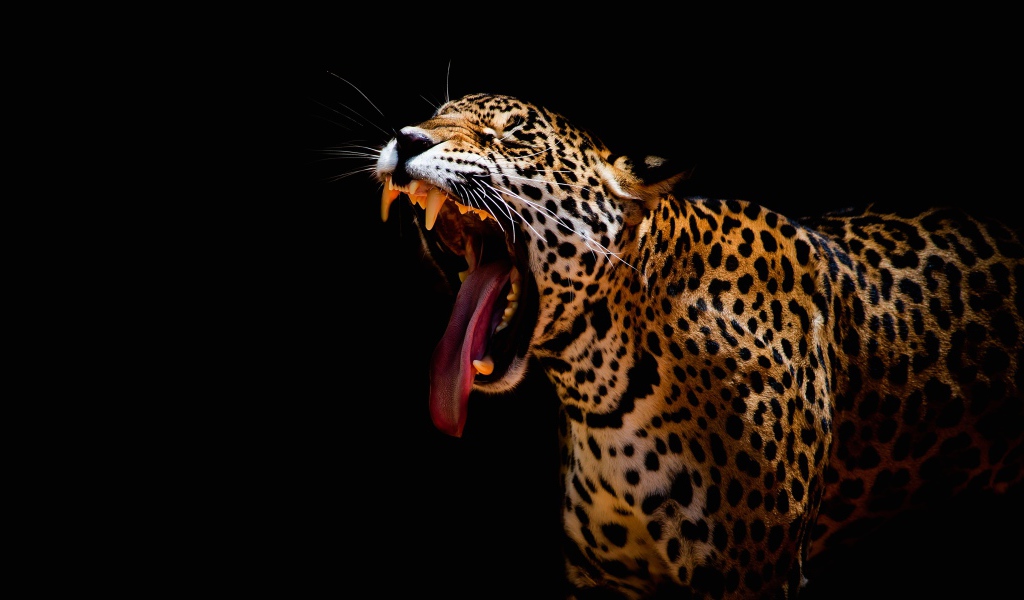 Большой леопард зевает на черном фоне