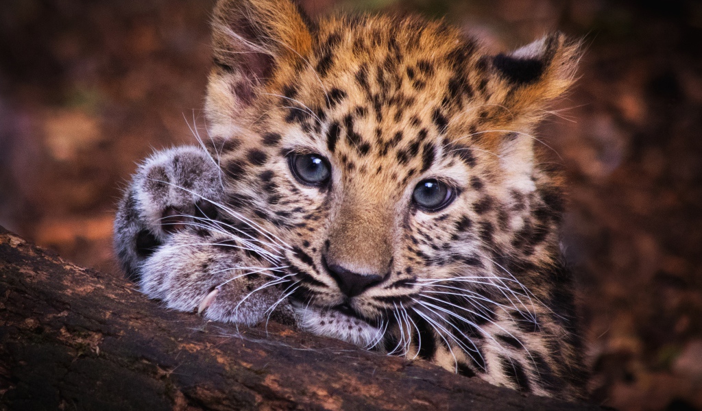 Маленький детеныш леопарда лежит на дереве