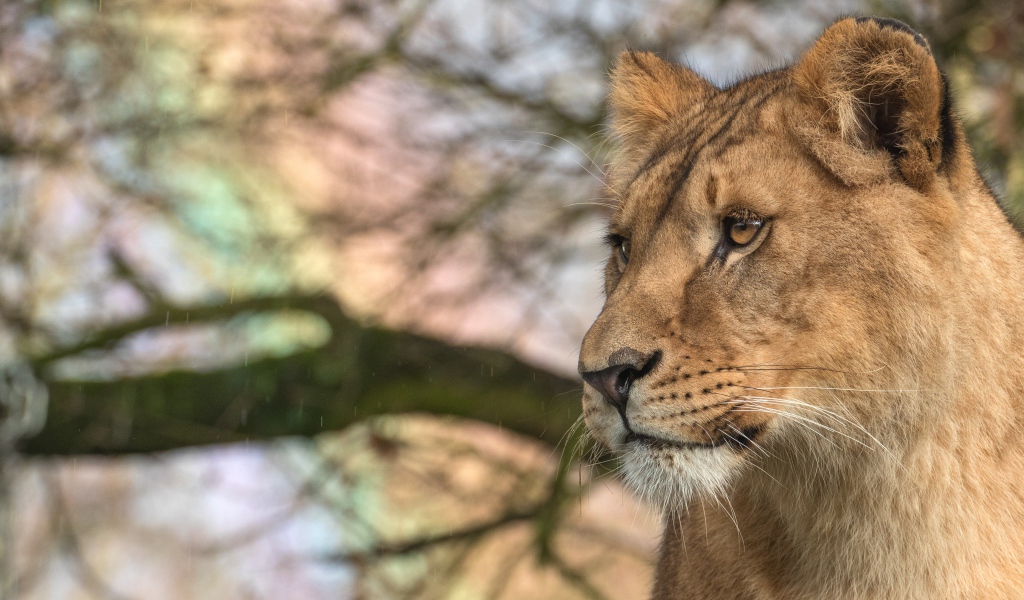 Взгляд  большой серьезной львицы