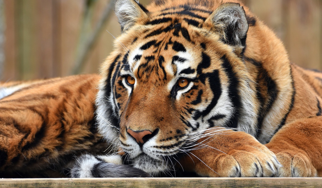 Взгляд большого полосатого тигра