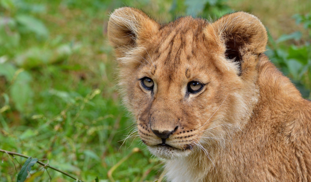 Взгляд маленького львенка