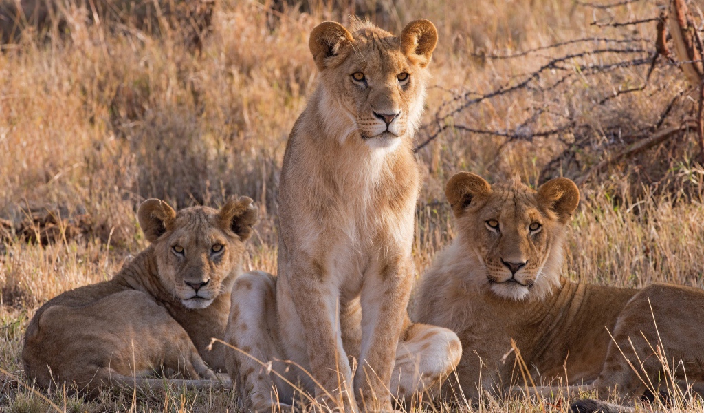 Три львицы сидят на сухой траве