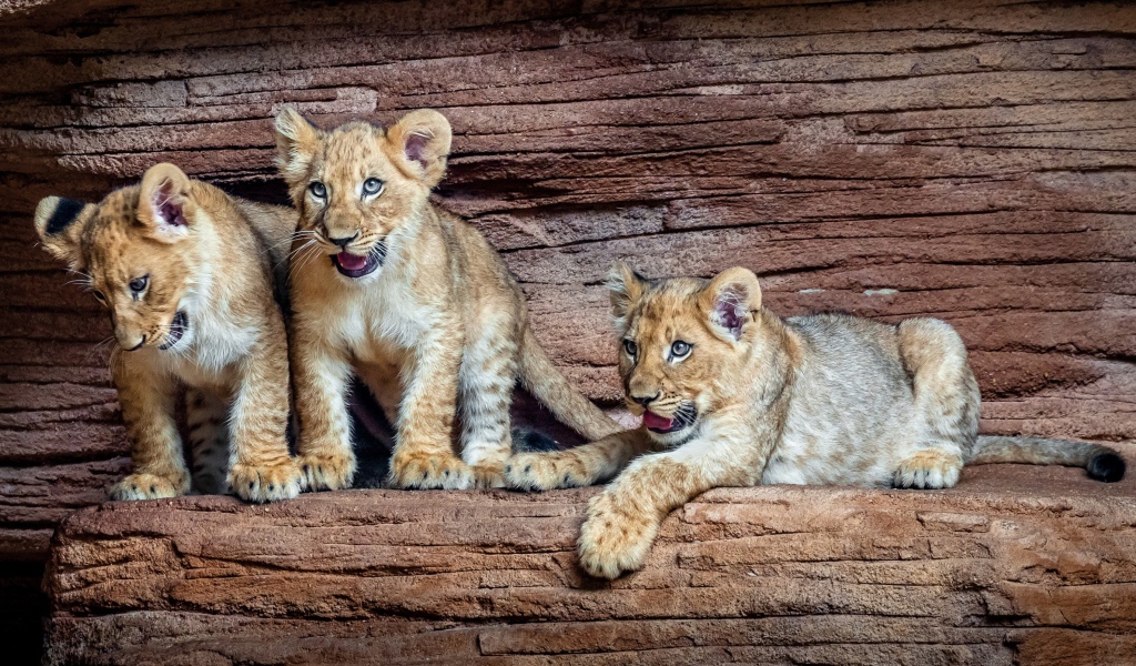 Три маленький львенка в зоопарке