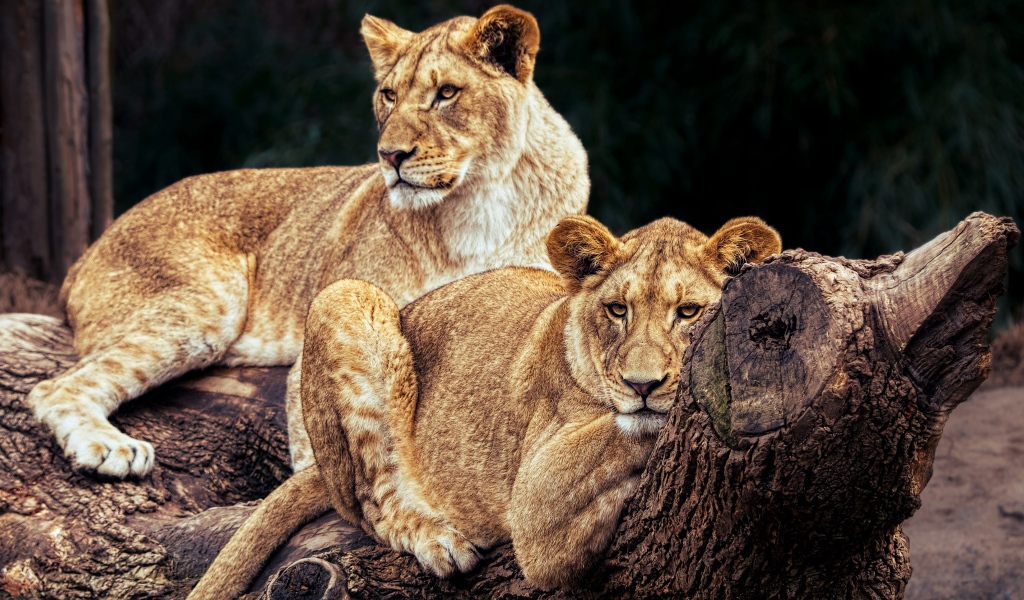 Две большие львицы лежат на дереве