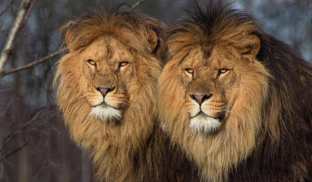Два больших серьезных льва