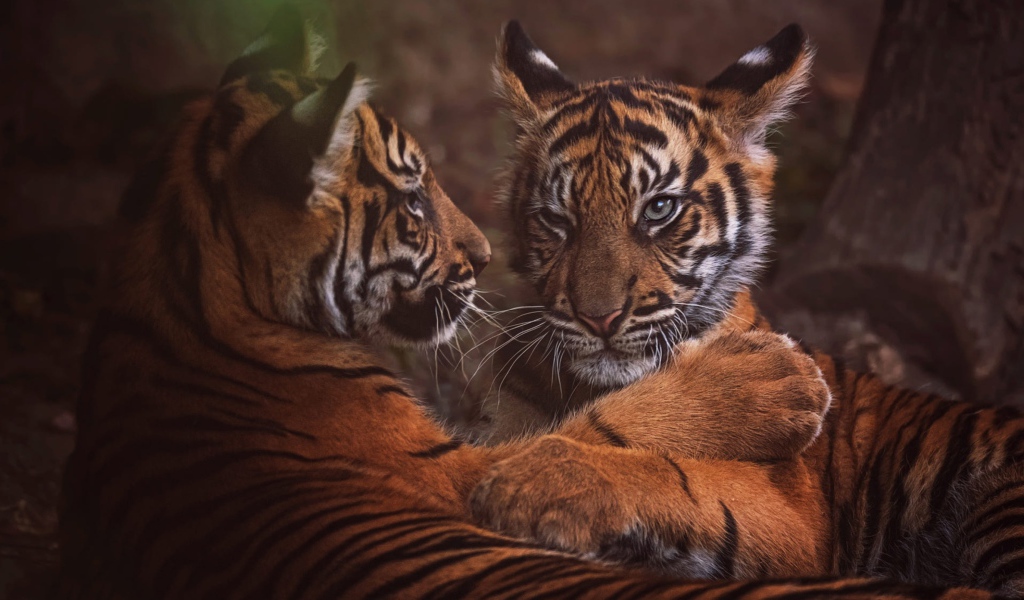 Два маленький тигренка играют