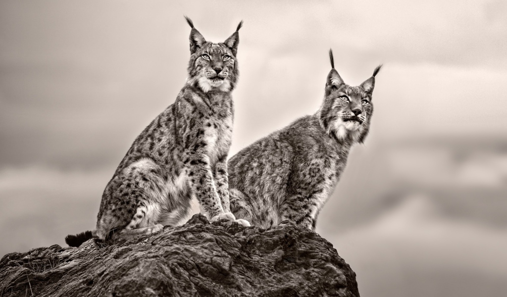 Две рыси сидят на камне
