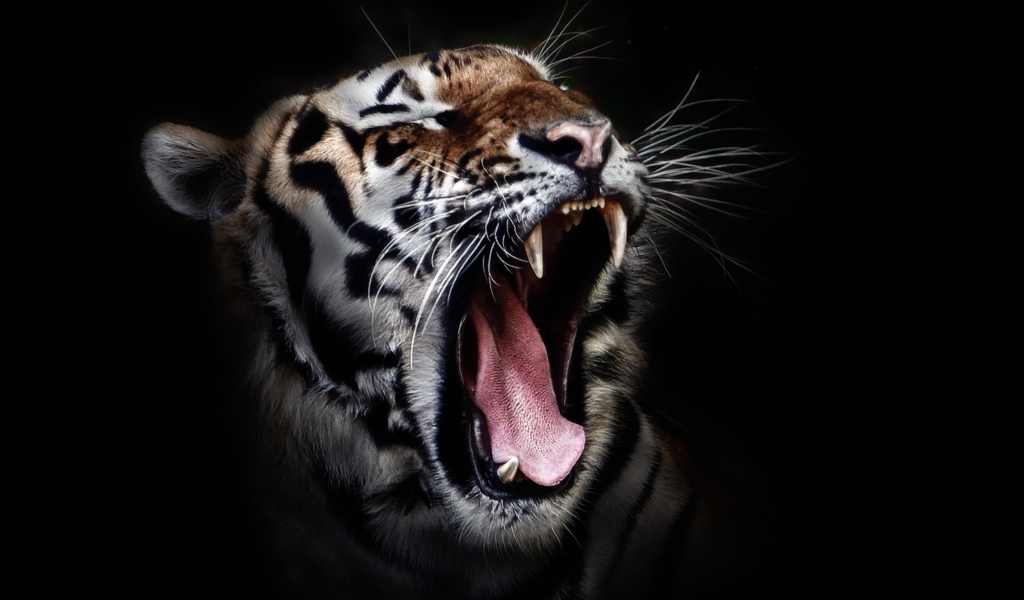 Зевающий тигр на черном фоне