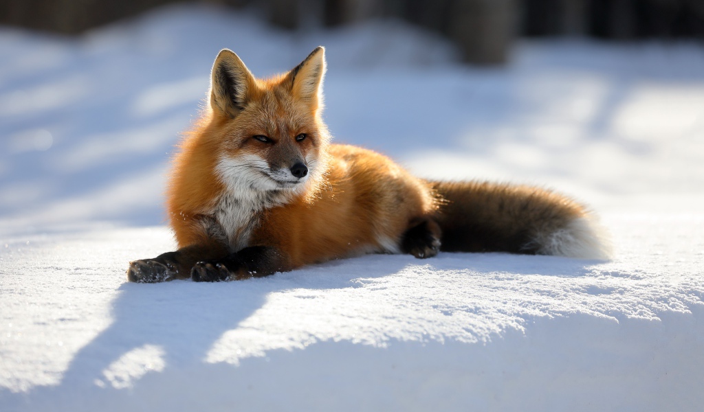 Хитрая рыжая лиса лежит на снегу