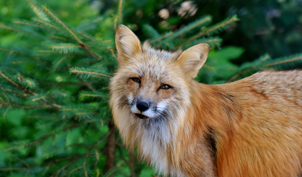 Хитрая рыжая лиса стоит у ели 