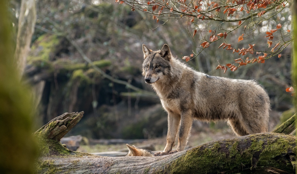 Серая волчица с волчонком стоит на покрытом мхом дереве