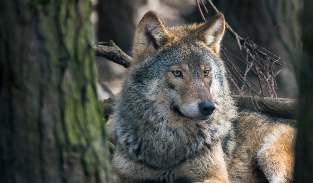 Большой серый волк лежит у дерева 
