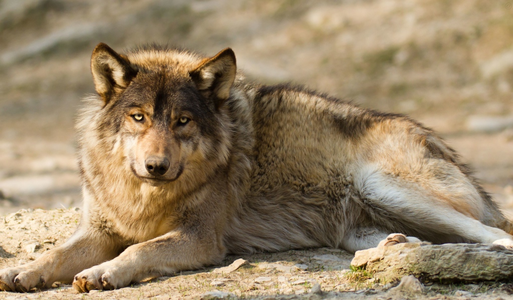 Грустный серый волк лежит на земле