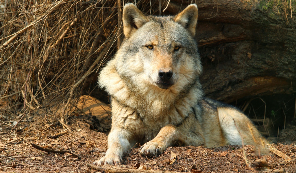 Серьезный серый волк лежит под сухим деревом