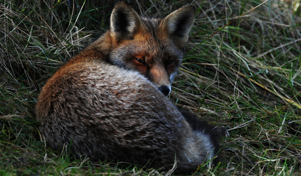 Большая лиса спит в траве
