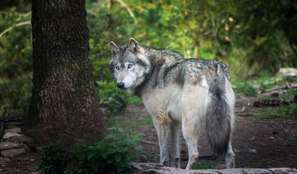 Большой серый волк стоит у дерева в лесу