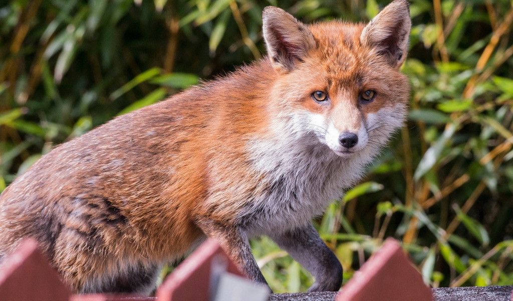 Хитрая хищная рыжая лиса крупным планом
