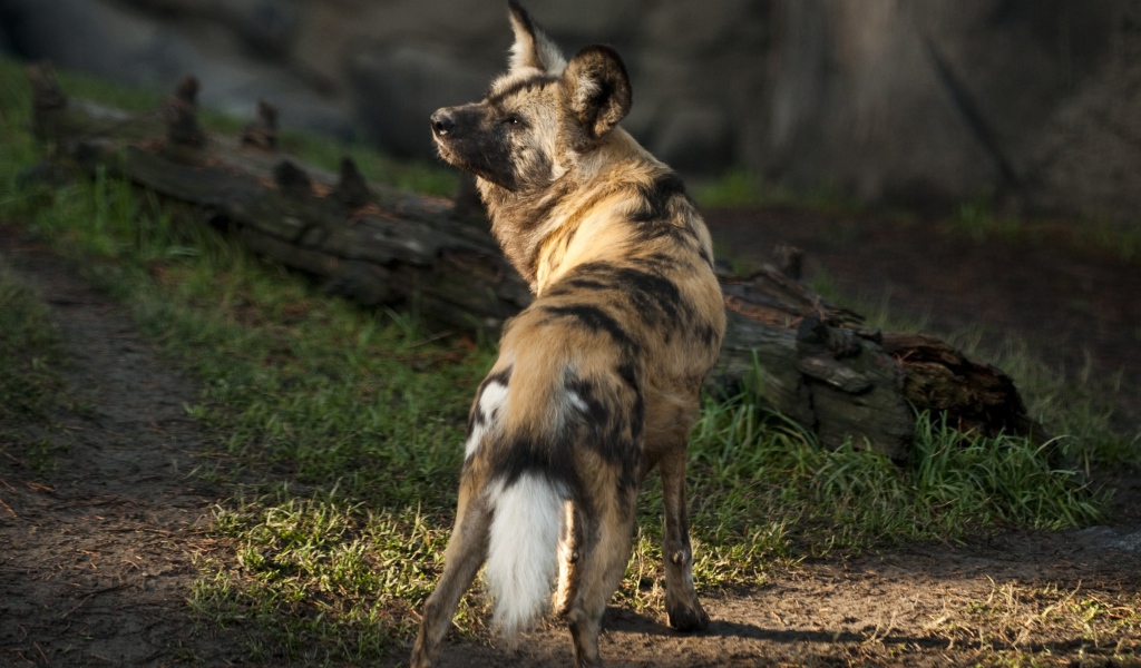 Гиена у сухого дерева 