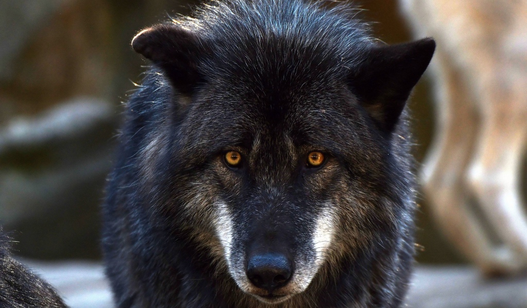 Большой черный волк с желтыми глазами 