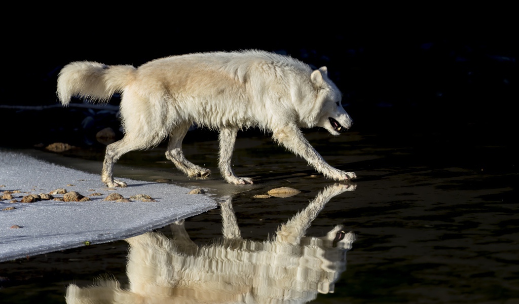 Большой белый волк отражается в воде