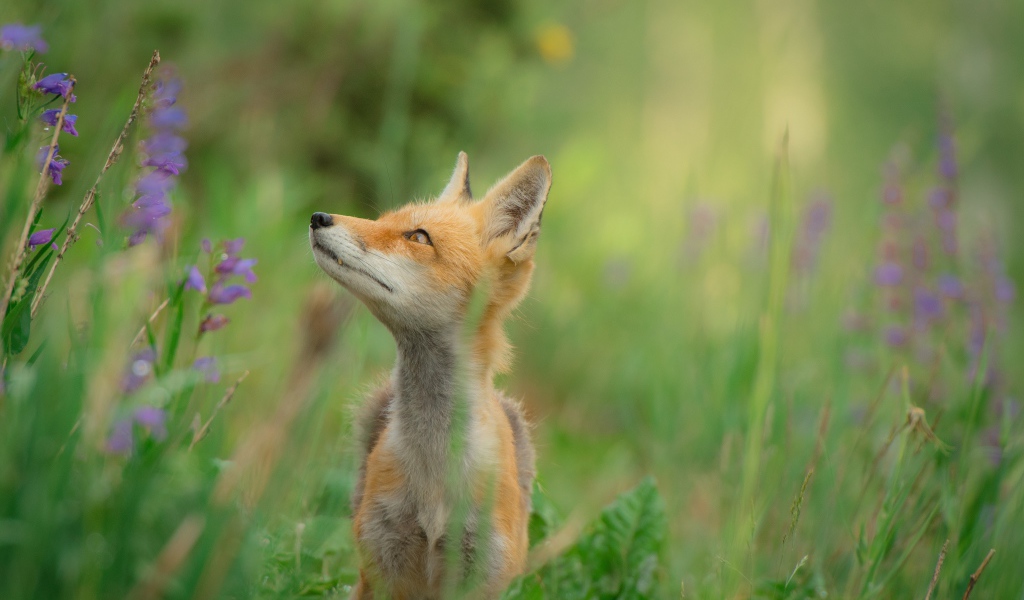 Маленький лисенок в зеленой траве