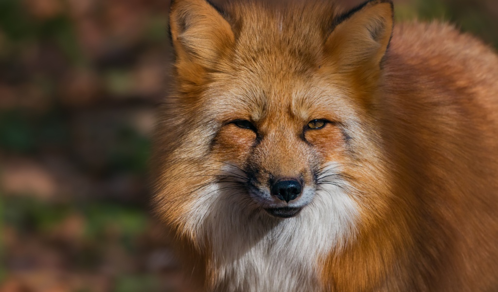 Морда хитрой рыжей лисицы крупным планом