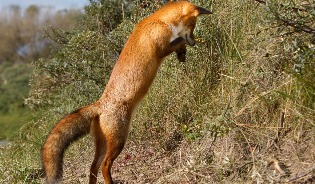 Рыжая лиса охотится в траве