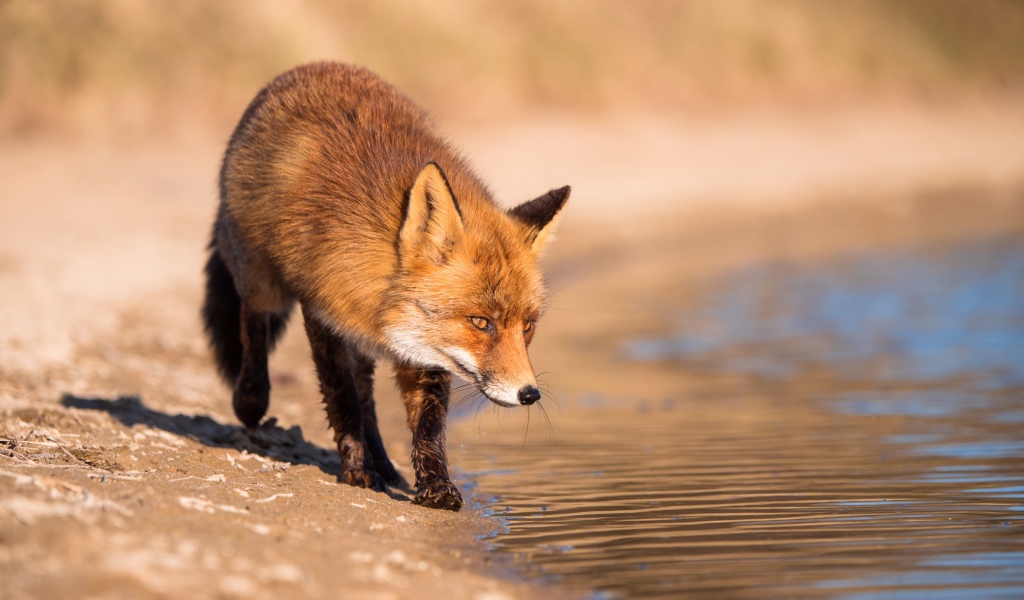 Рыжая лиса у воды